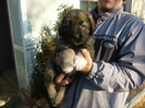 Birta