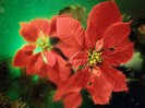 Christmas Poinsettia