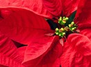 Pretty Poinsettia