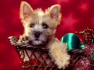 Season\'s Wishes, Cairn Terrier Puppy