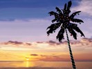 Tropical Christmas