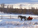 Winter Wonderland