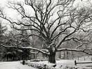 Bedford Oak, New York City