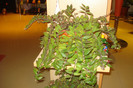 AESCHINANTHUS