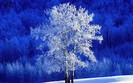 zim_skazka (17)
