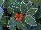 Holly
