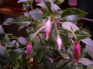 DSCN2238
