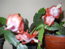 DSCN2245