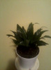 dracaena compacta