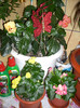 Photo 006