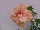 Fotografii-0024