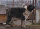 bujorel mascul 1,5ani