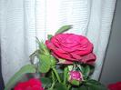 post-37102-1221633801_thumb