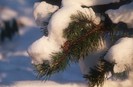 branch-snow_winter