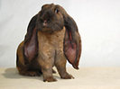 01167_BRS09_Englische_Widde