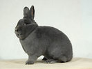 01415_BRS09_BlaueWiener