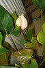 ANTHURIUM