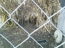 P16-12-11_16.16[3]