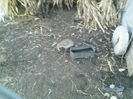P16-12-11_16.16[4]