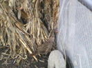 P16-12-11_16.17[3]