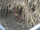 P16-12-11_16.18[2]