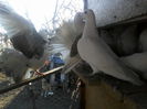 P16-12-11_15.10