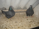 DSC00986