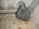 DSC00987