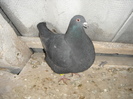 DSC00988