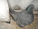 DSC00991
