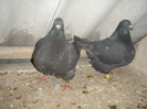 DSC00992