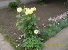 SDC11640