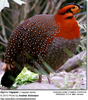 BlythsTragopan2