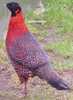 tragopan3