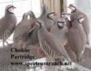 thumb_chukar_group_sr