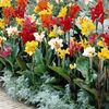 canna2at