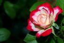 images (1)