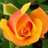 images (3)