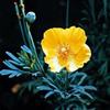 images (4)