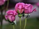 images (11)