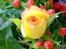 PozeTrandafiri-Roses46