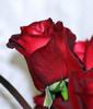 images (33)