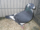 SDC12955