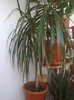 Dracaena