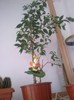 Ficus benjamin