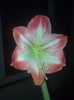 amaryllis