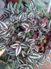 tradescantia