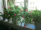 CIMG0142