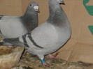 pigeon sarac 014