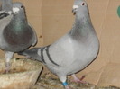 pigeon sarac 015